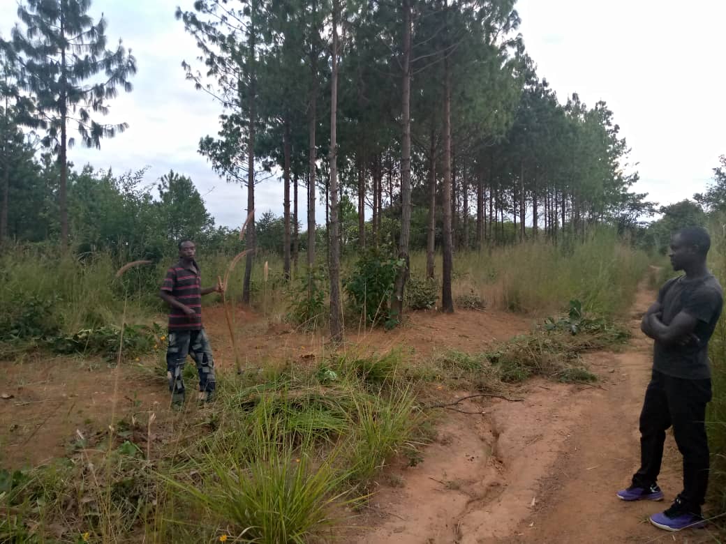 Haut-Katanga/Lumata : Un projet de forêt artificielle des Sapins et pins négligé par le Fonds Forestier National.