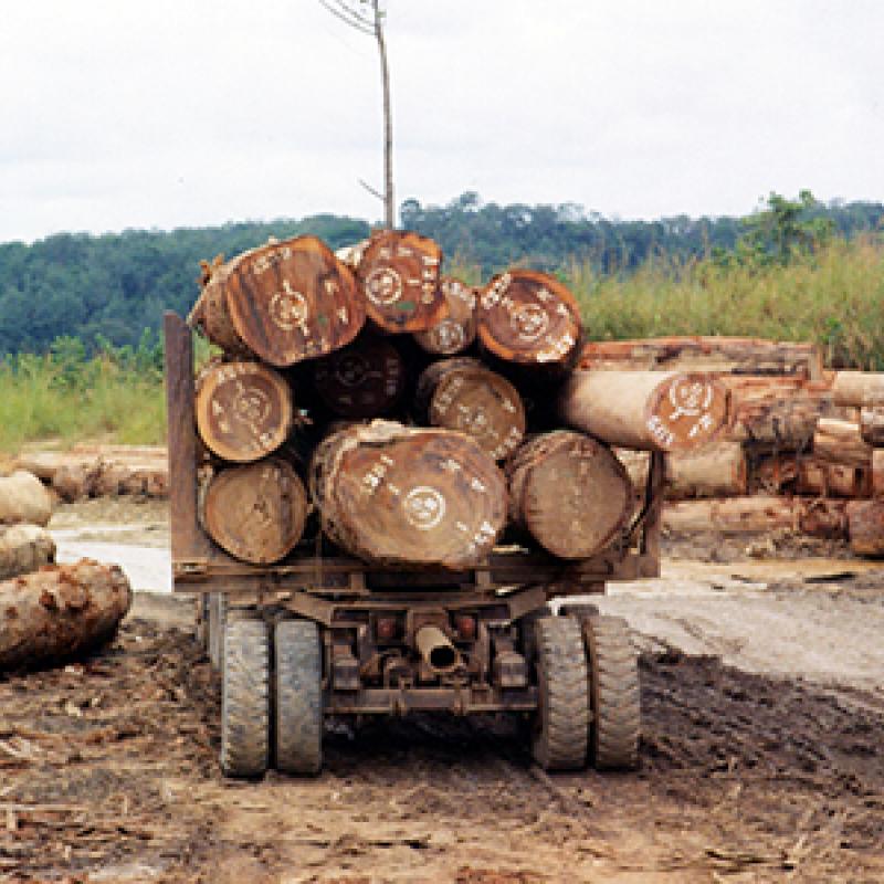 Haut-Katanga : les exploitants forestiers artisanaux sollicitent auprès du gouvernement provincial la reprise de leurs activités