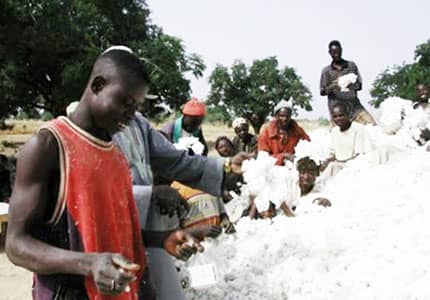 Bas-Uele : le gouvernement national encourage la culture du coton et l’agriculture vivrière parc agroindustriel de Dingila