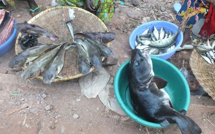 Crise alimentaire au Tanganyika : Kalemie entre marchés sous pression, choléra et cantines scolaires