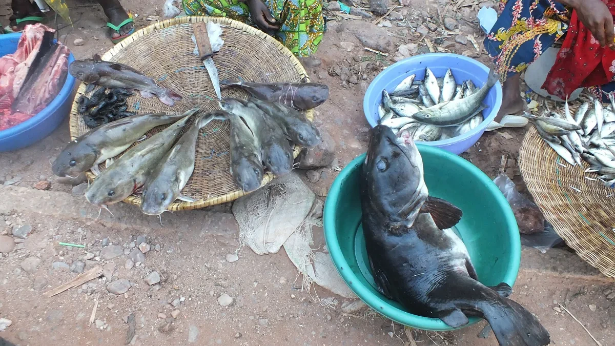 Crise alimentaire au Tanganyika : Kalemie entre marchés sous pression, choléra et cantines scolaires