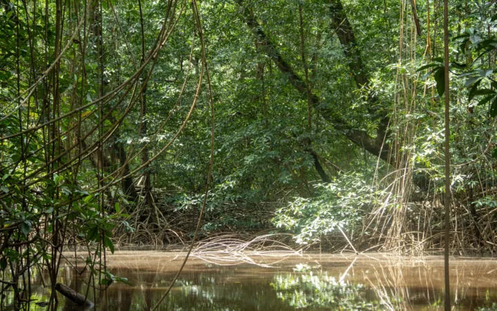 Muanda : l’audit foncier des mangroves doit distinguer droits villageois et occupations