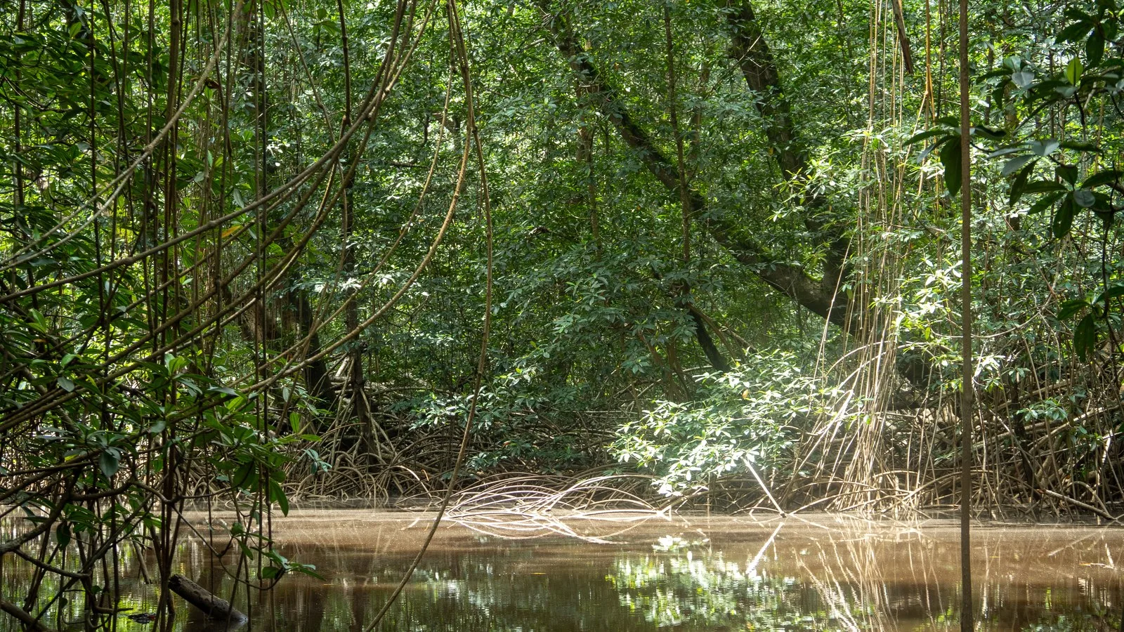 Végétation et chenal dans le Parc Marin des Mangroves à Muanda.