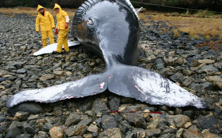 Muanda : la baleine enterrée doit être exhumée pour des analyses scientifiques