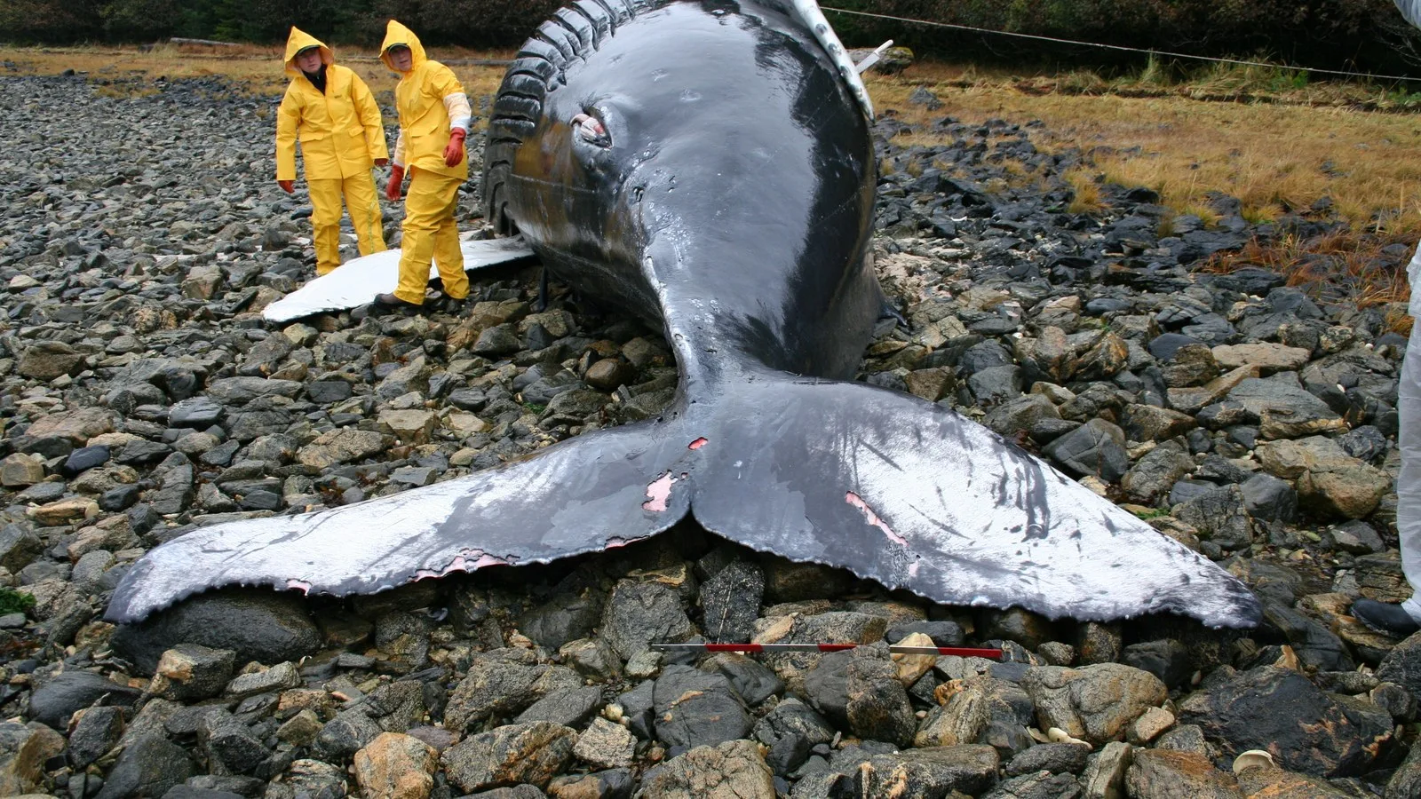 Une baleine à bosse échouée sur une plage rocheuse.